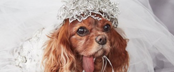 Dress Your Wedding Dog